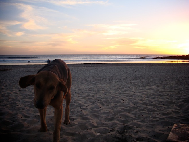 MX Dog Sunset